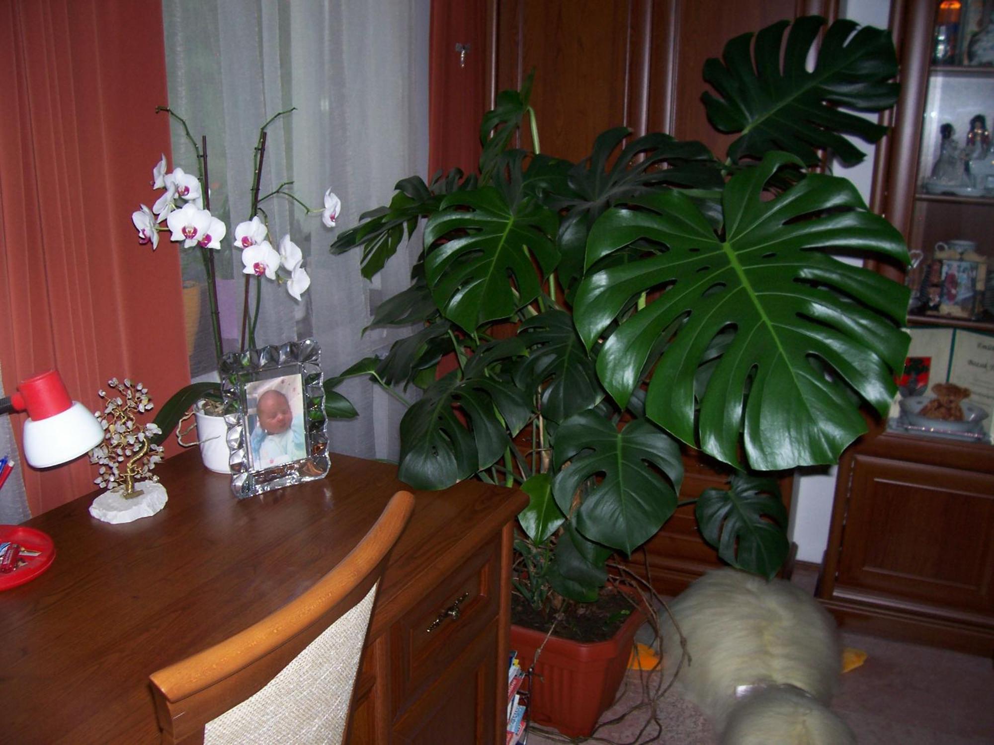 Julia Vendeghaz Otel Zalakaros Dış mekan fotoğraf